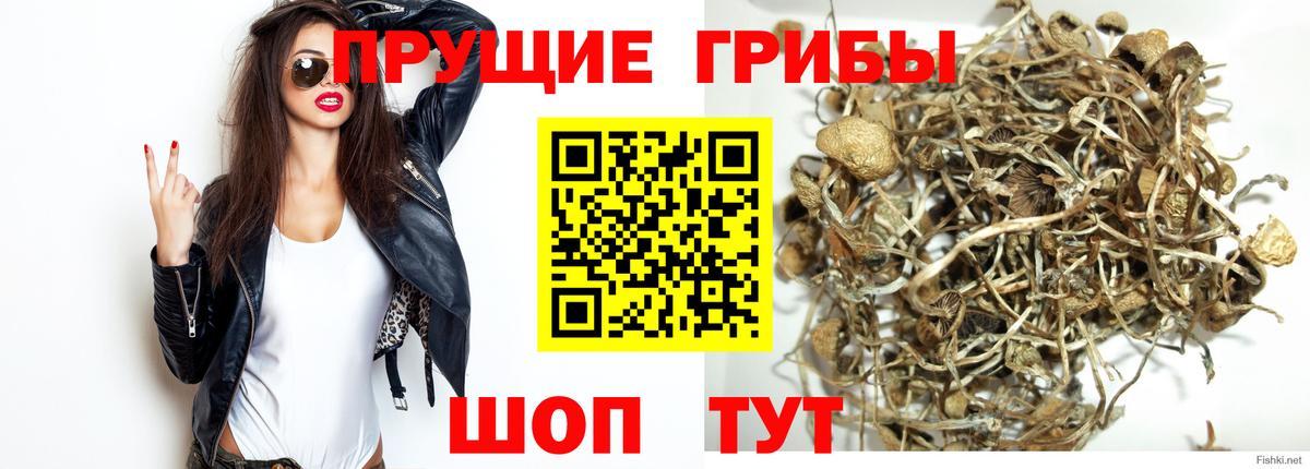 Петрозаводск  Галлюциногенные грибы Psilocybe  Вход с VPN 